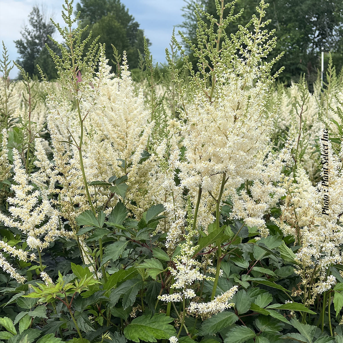 Astilbe 'Diamant'