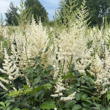 Astilbe 'Diamant'