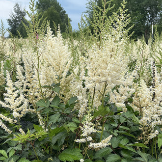 Astilbe 'Diamant'. De fins groupes floraux ramifiés montent sur les tiges et dessinent un contour plumeux. Des tons crème et jaune pâle colorent les fleurs, avec des bords clairs visibles. De petites fleurs bordent les fines branches et donnent à chaque groupe une texture légère. Des feuilles vertes apparaissent autour des fleurs et entre les tiges de la photo. Une zone de ciel apparaît derrière les fleurs, au-delà du bord de leurs pétales.