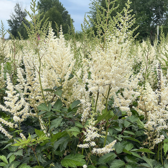Astilbe 'Diamant'