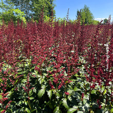 Astilbe 'Fanal'