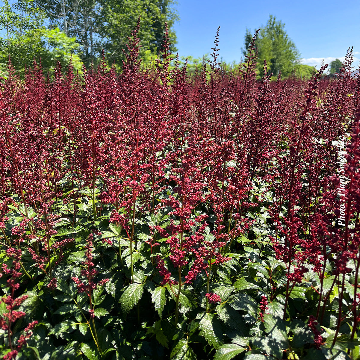 Astilbe 'Fanal'