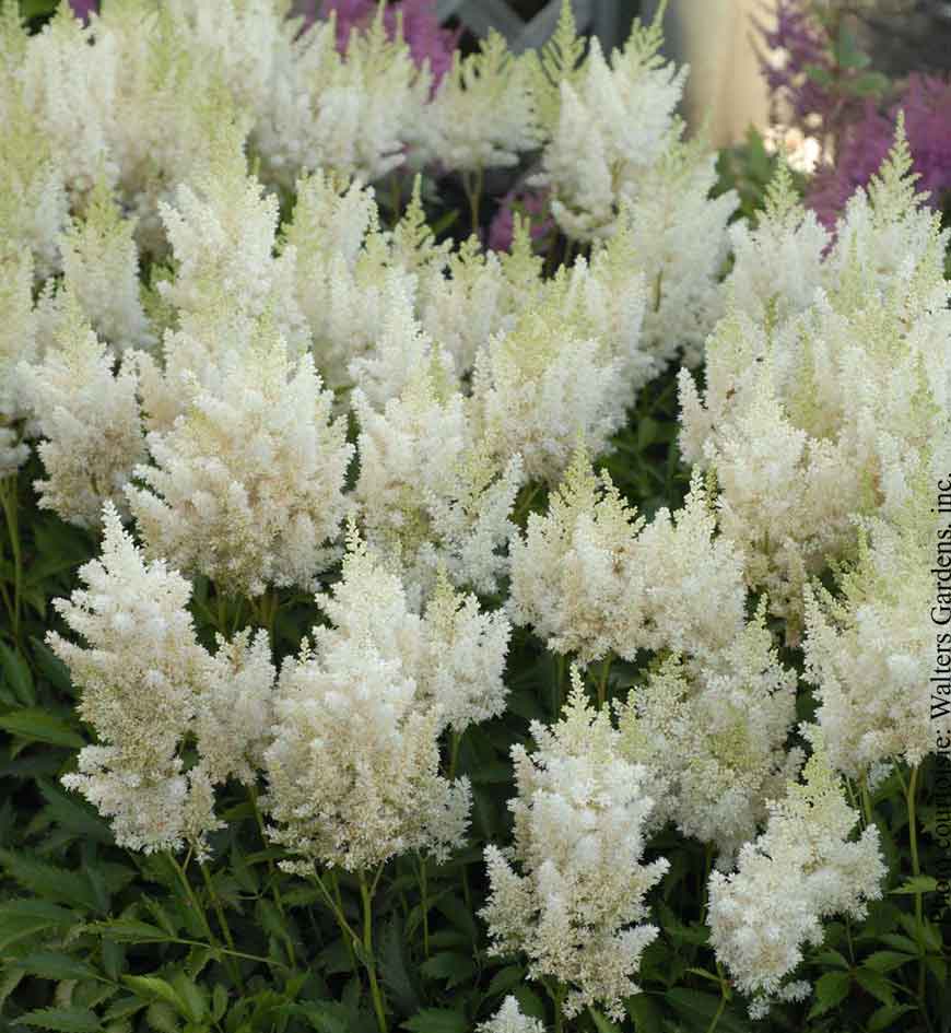 Astilbe 'White Gloria'