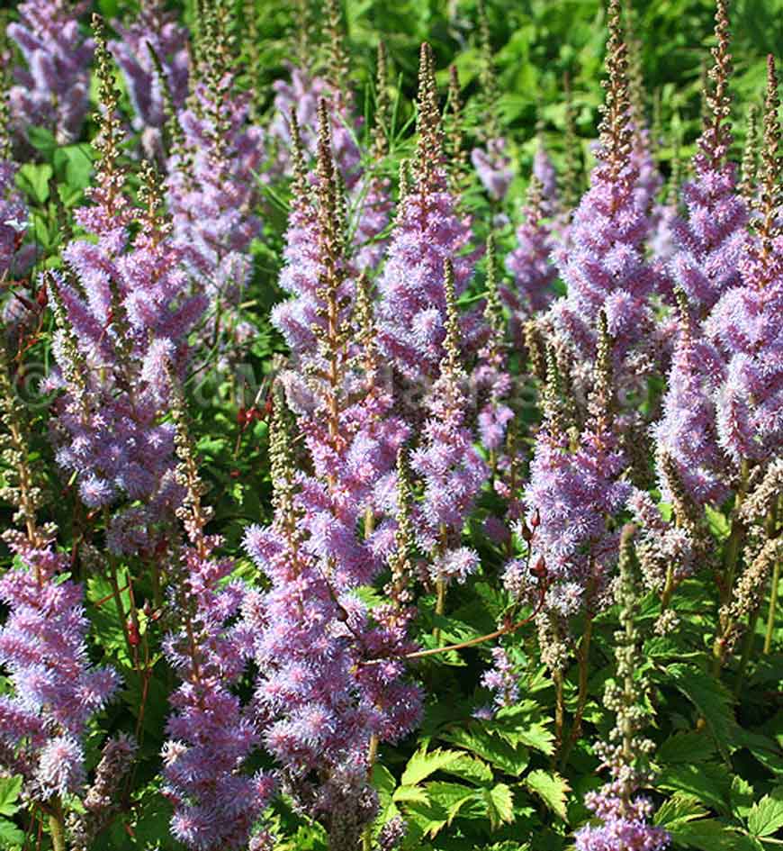 Astilbe chinensis var. pumila