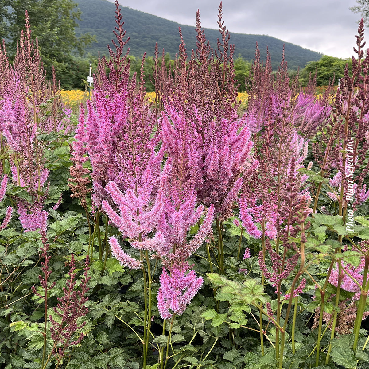 Astilbe taquetii 'Superba'