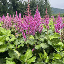 Astilbe 'Visions'
