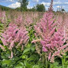 Astilbe 'Visions in Pink'