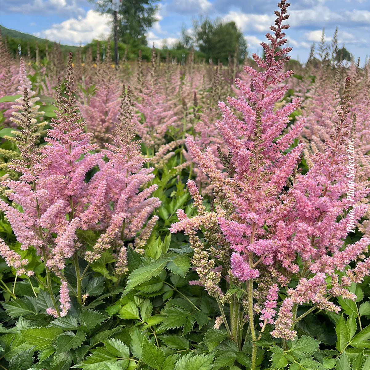 Astilbe 'Visions in Pink'