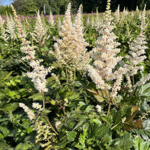 Astilbe 'Visions in White'