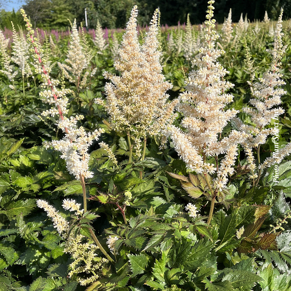 Astilbe 'Visions in White'