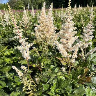 Astilbe 'Visions in White'. De fins groupes floraux ramifiés montent sur les tiges et dessinent un contour plumeux. Des tons crème et jaune pâle colorent les fleurs, avec des bords clairs visibles. De petites fleurs bordent les fines branches et donnent à chaque groupe une texture légère. Des feuilles vertes apparaissent autour des fleurs et entre les tiges de la photo. La plante se trouve en massif, entourée du feuillage des autres plantes voisines.