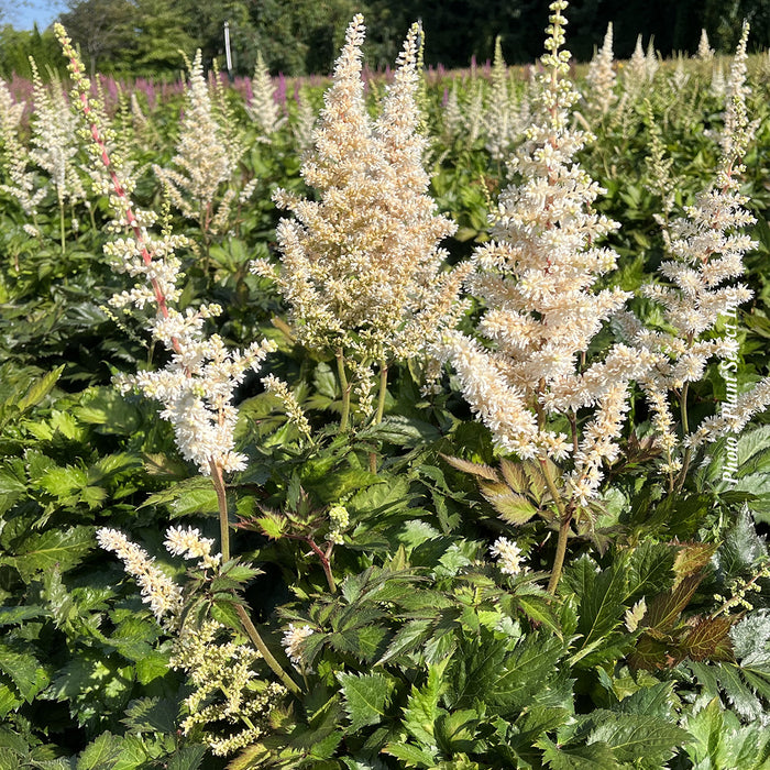 Astilbe 'Visions in White'