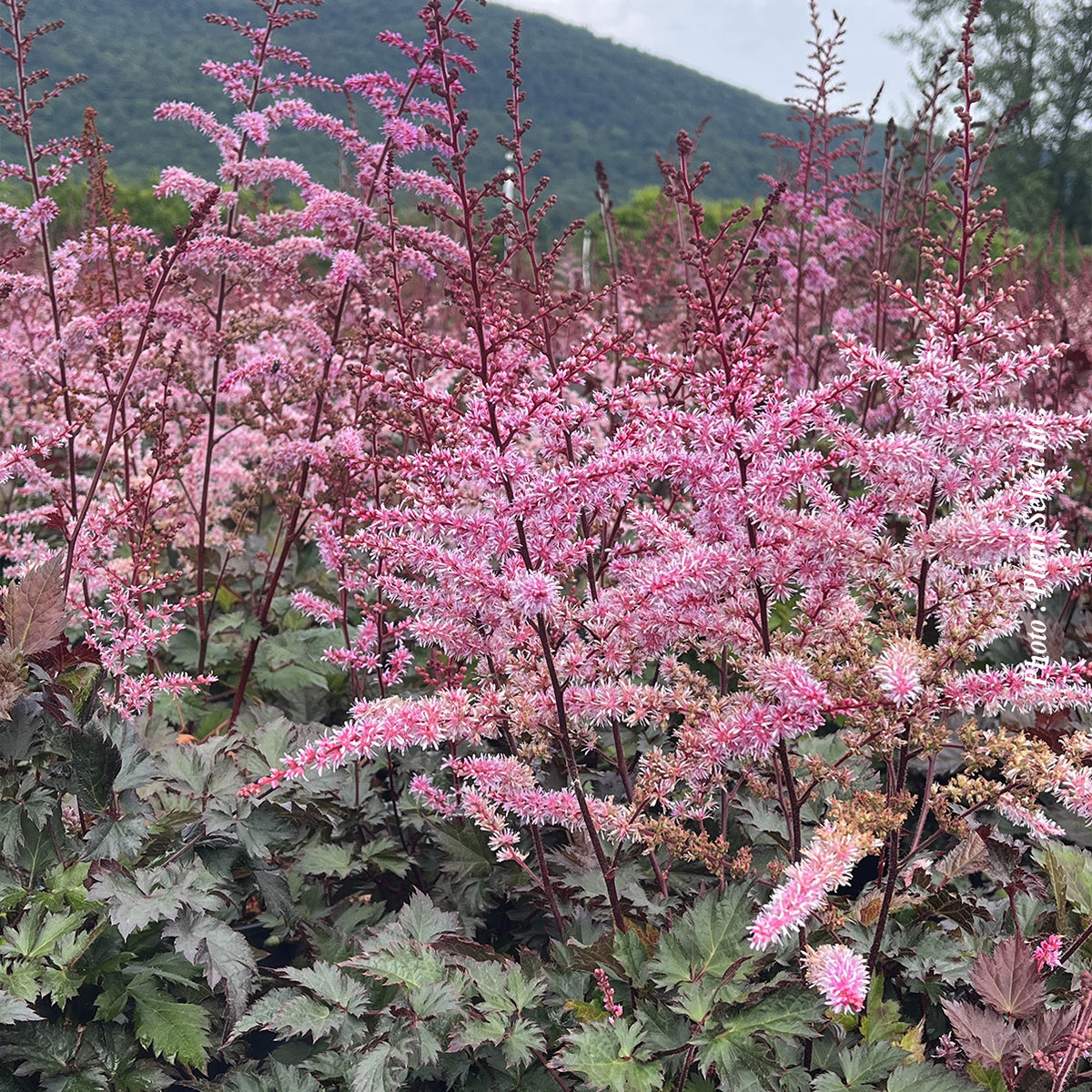Astilbe 'Delft Lace'
