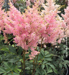 Astilbe 'Peach Blossom'