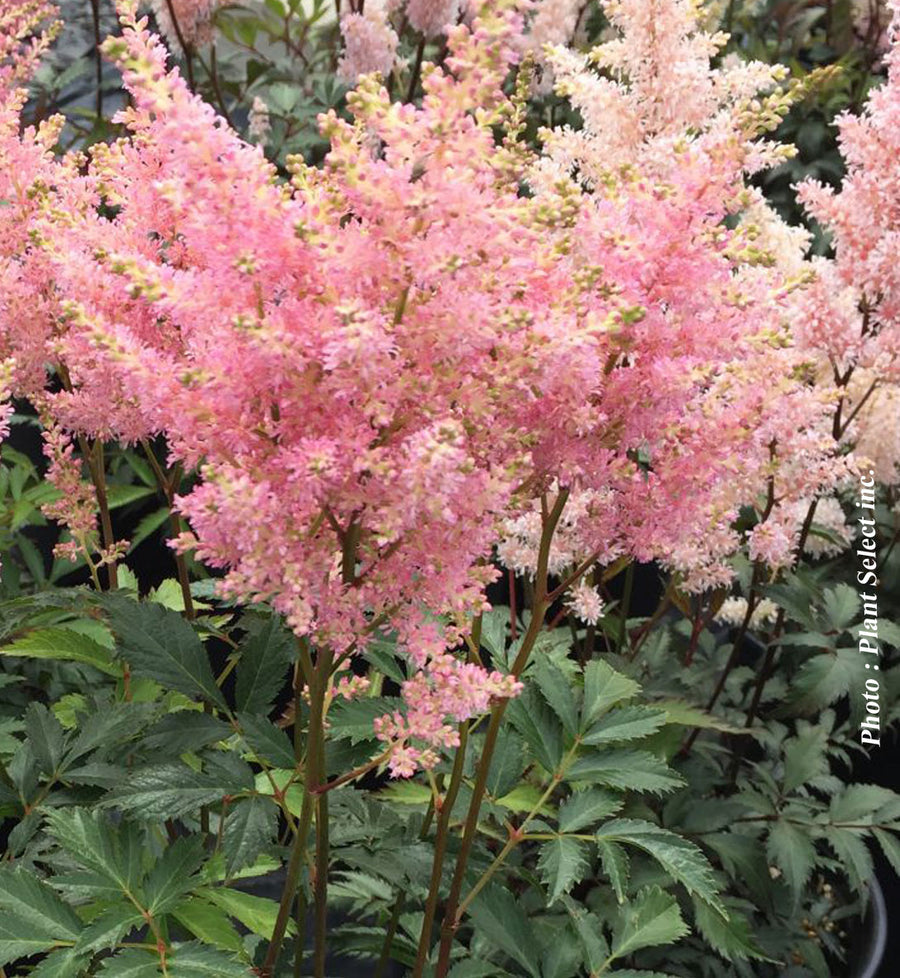 Astilbe 'Peach Blossom'
