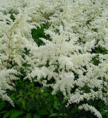 Astilbe 'W.E. Gladstone'