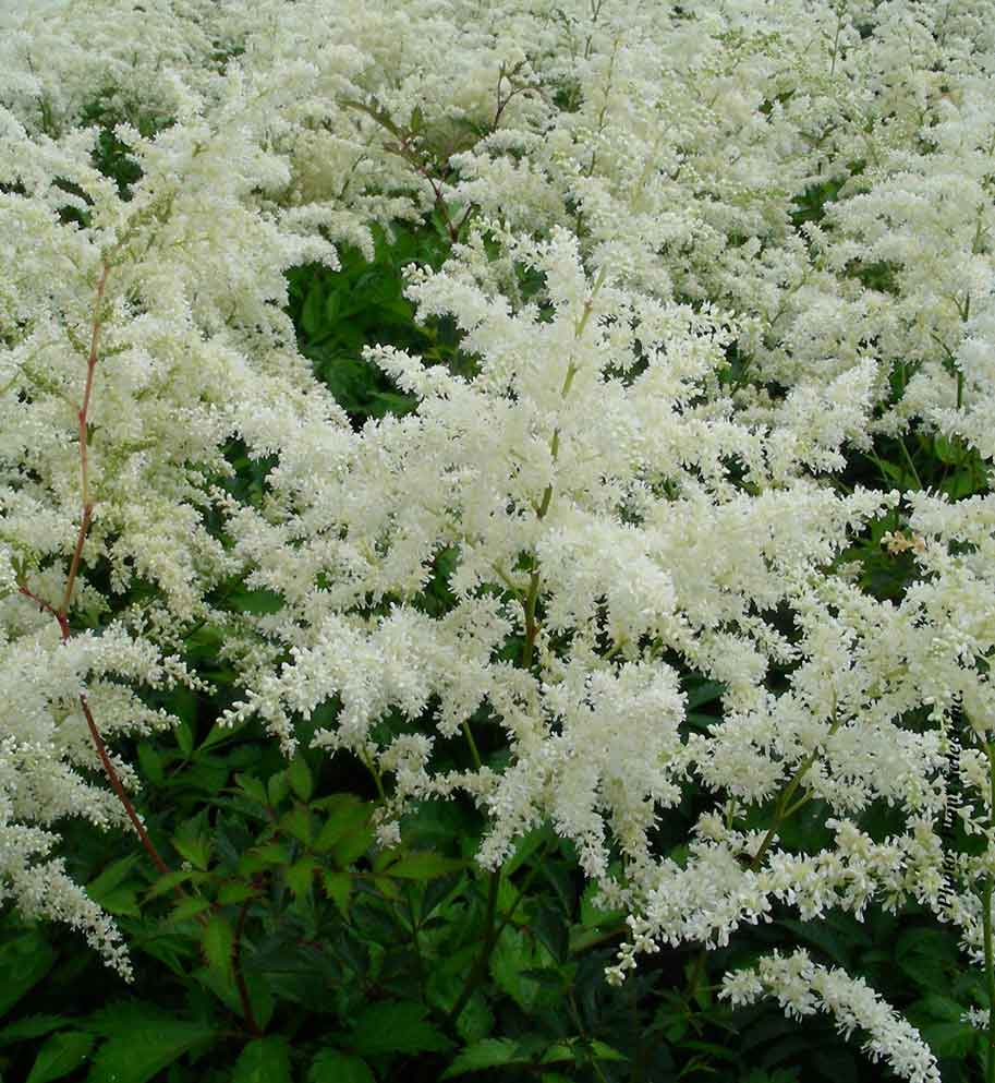 Astilbe 'W.E. Gladstone'