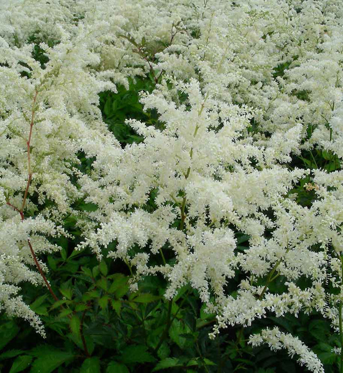 Astilbe 'W.E. Gladstone'