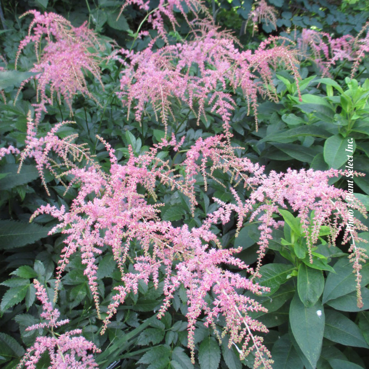 Astilbe 'Ostrich Plume'