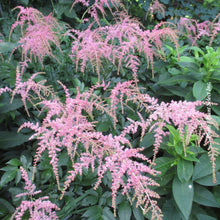 Astilbe 'Ostrich Plume'