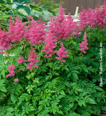 Astilbe Younique 'Carmine'