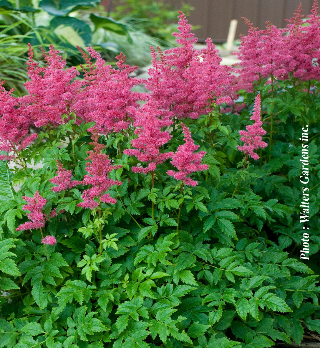 Astilbe Younique 'Carmine'