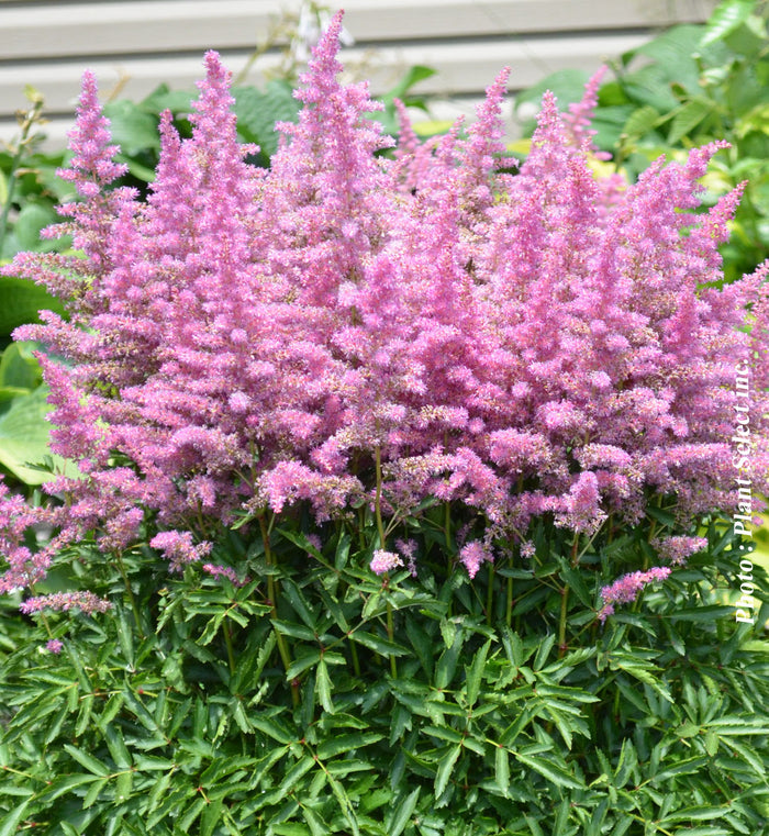 Astilbe Younique 'Lilac'