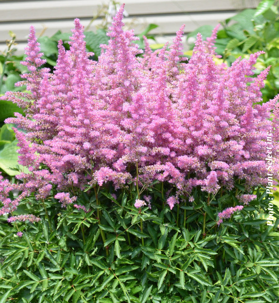 Astilbe Younique 'Lilac'