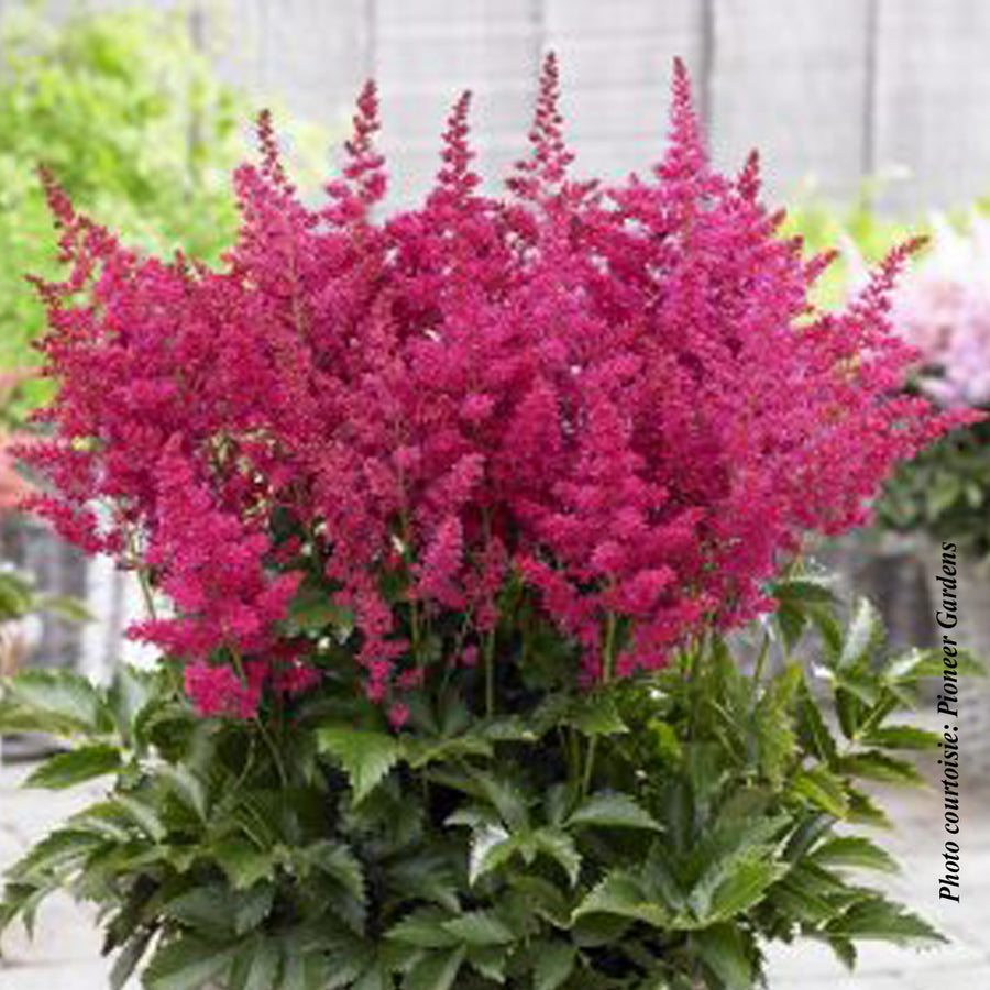 Astilbe Younique 'Ruby Red'