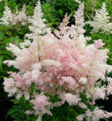 Astilbe Younique 'Silvery Pink'