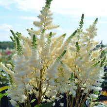 Astilbe Younique 'White'