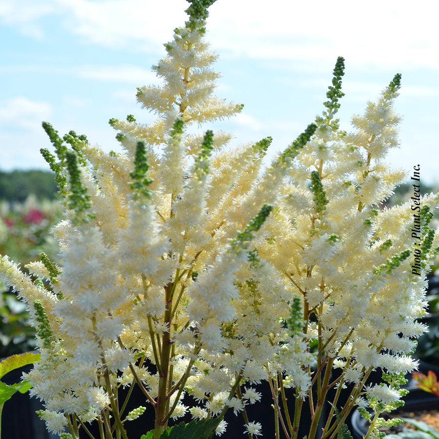 Astilbe Younique 'White'