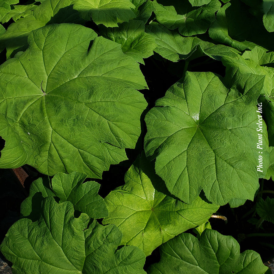 Astilboides tabularis