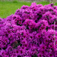 Aster 'Pink Crush'