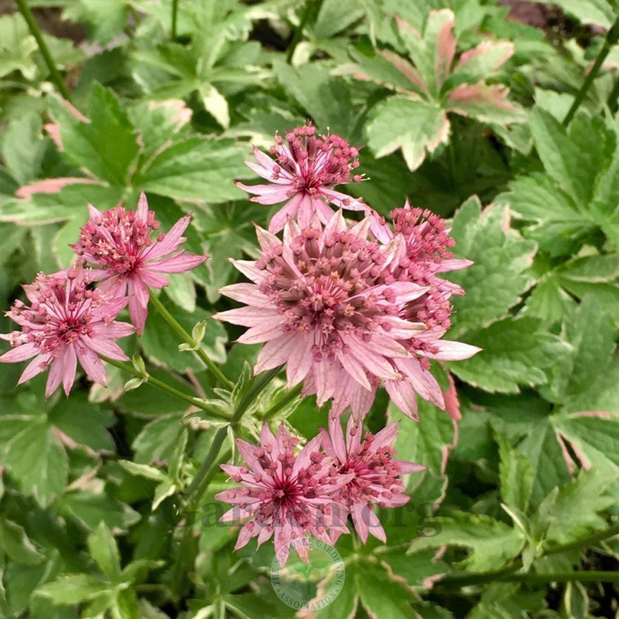 Astrantia major 'Vanilla Gorilla'