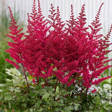 Astilbe 'Visions Volcano'