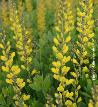 Lupin indigo 'American Goldfinch'. Les tiges portent des épis serrés de petites fleurs, aux pointes encore en boutons. Les pétales jaunes ressortent dans la vue, avec des zones ombragées près du centre. Des boutons fermés se trouvent près des fleurs ouvertes au bout des tiges. Des feuilles vertes apparaissent autour des fleurs et entre les tiges de la photo. La vue large montre un groupe dense de fleurs répétées à travers la photo.