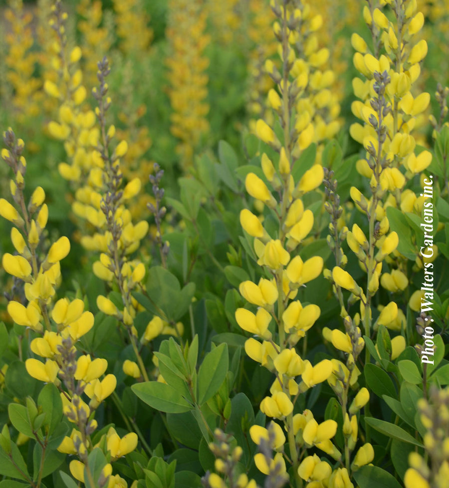 Baptisia 'American Goldfinch'