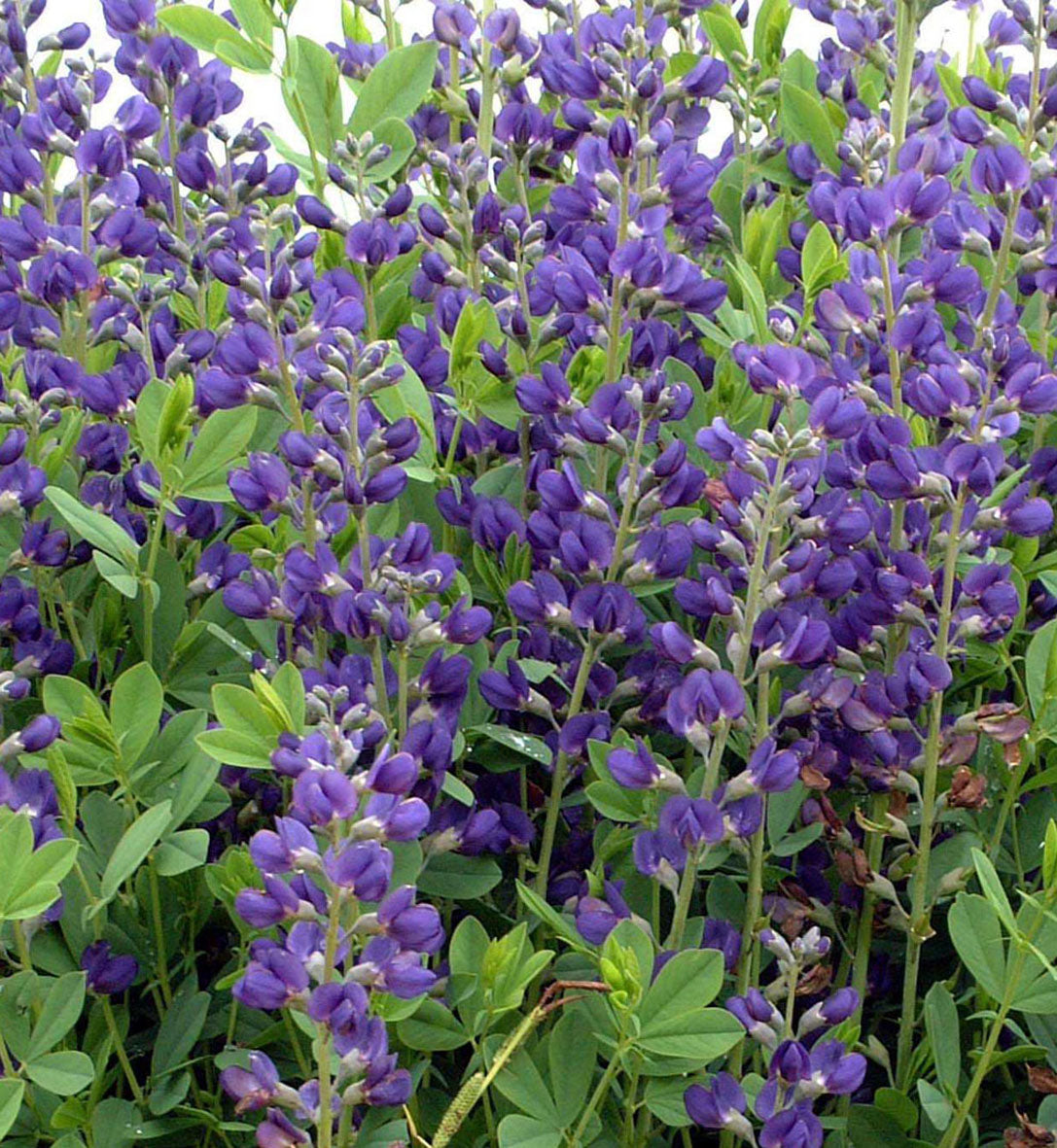 Baptisia australis