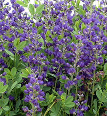 Baptisia australis