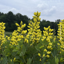 Baptisia 'Decadence Lemon Meringue'
