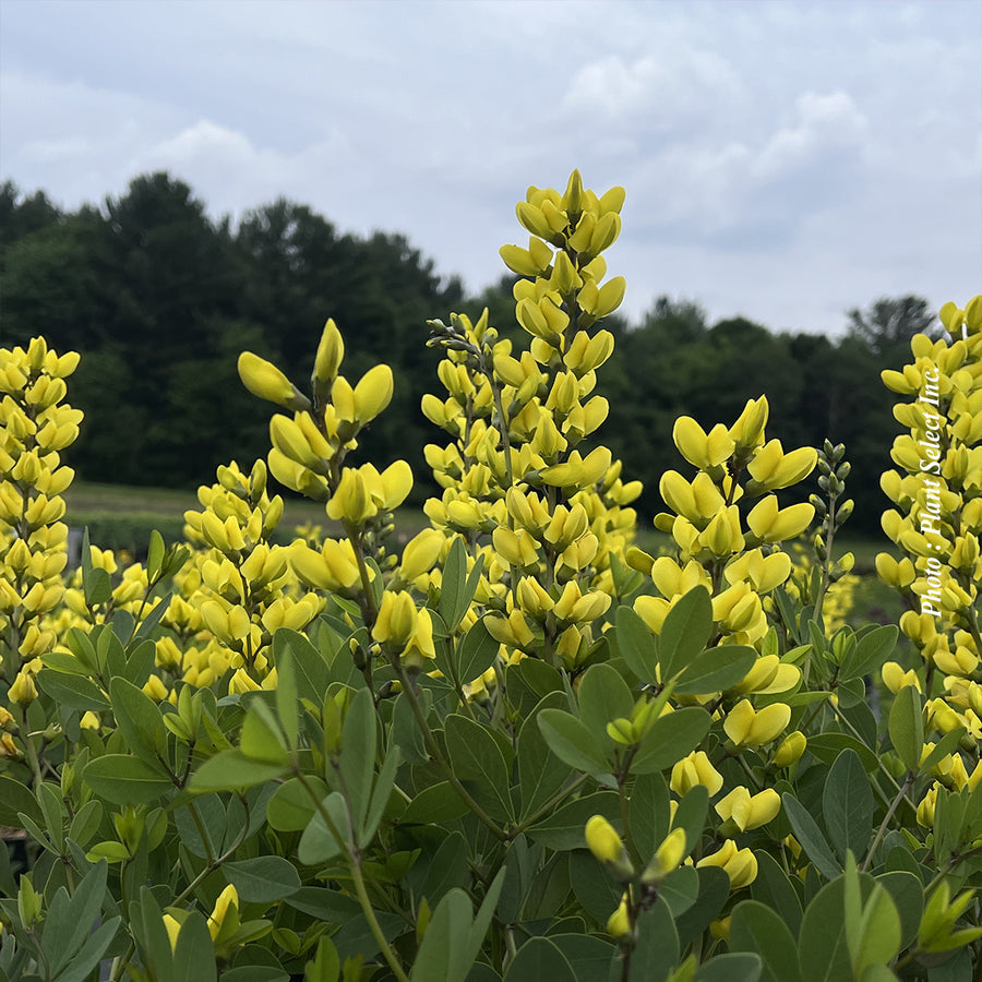 Baptisia 'Decadence Lemon Meringue'