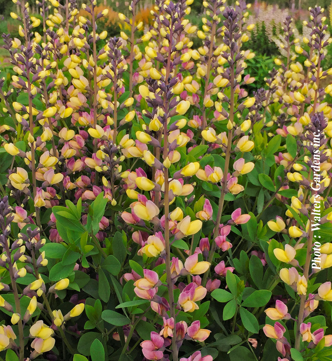 Baptisia 'Decadence Pink Lemonade'