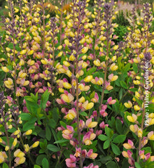 Baptisia 'Decadence Pink Lemonade'