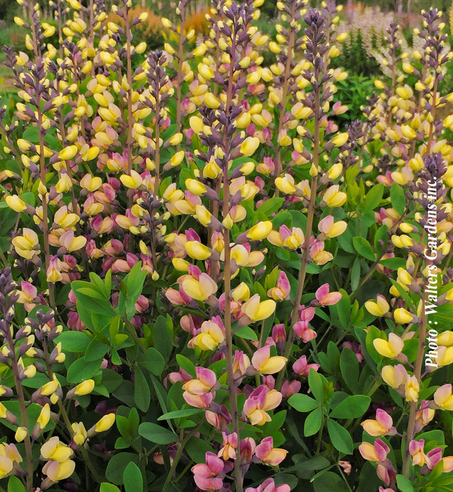 Baptisia 'Decadence Pink Lemonade'