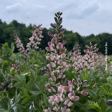 Baptisia 'Decadence Pink Truffles'