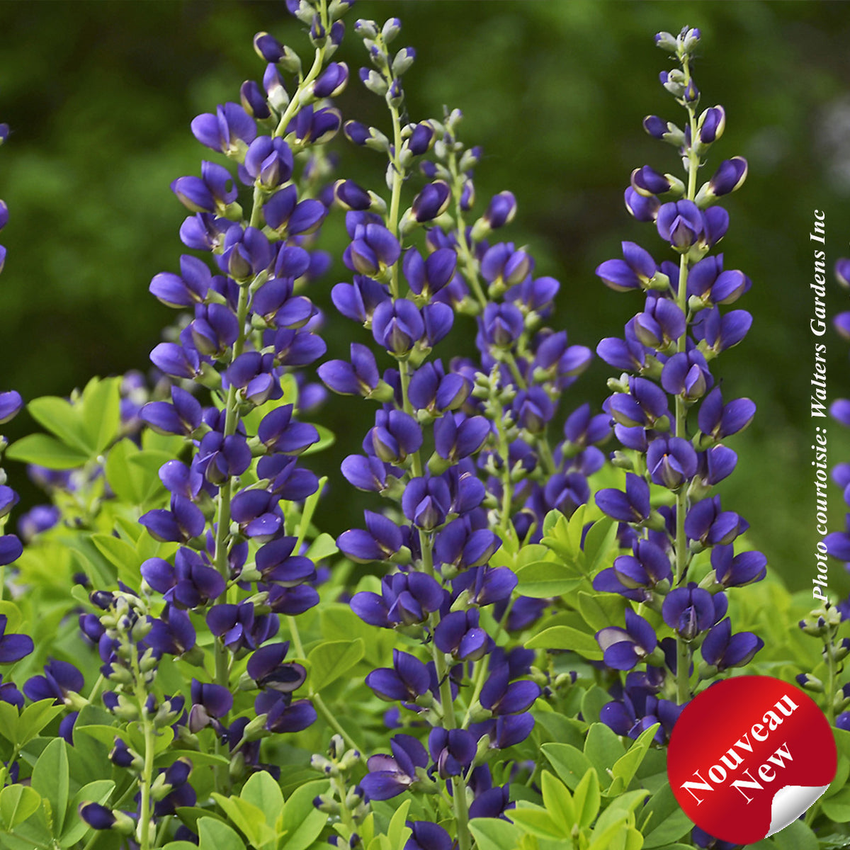 Baptisia 'Decadence Sparkling Sapphires'