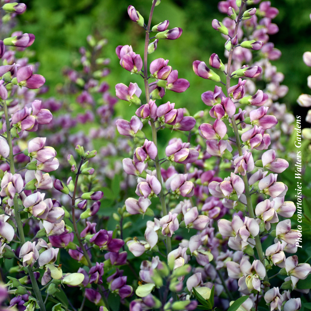 Lupin indigo ‘Plum Rosy’ — Baptisia