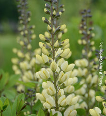 Baptisia 'Decadence Vanilla Cream'