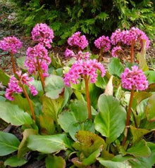 Bergenia cordifolia